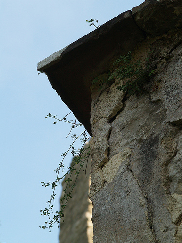 pflanze_ruine_002.jpg